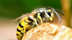 Čo robiť, ak bol wasp pohrytý?